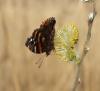 Vanessa atalanta